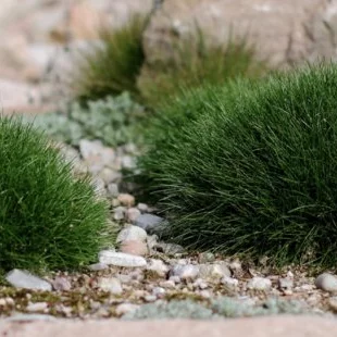 Kostrava medvedia, výška 10/15 cm, v črepníku P9 Festuca gautieri