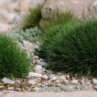 Kostrava medvedia, výška 10/15 cm, v črepníku P9 Festuca gautieri