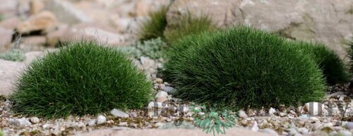 Kostrava medvedia, výška 10/15 cm, v črepníku P9 Festuca gautieri