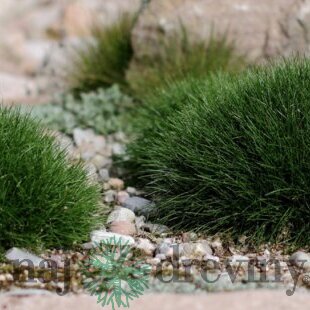 Kostrava medvedia, výška 10/15 cm, v črepníku P9 Festuca gautieri