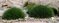 Kostrava medvedia, výška 10/15 cm, v črepníku P9 Festuca gautieri