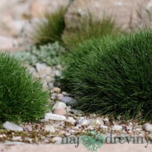 Kostrava medvedia, výška 10/15 cm, v črepníku P9 Festuca gautieri