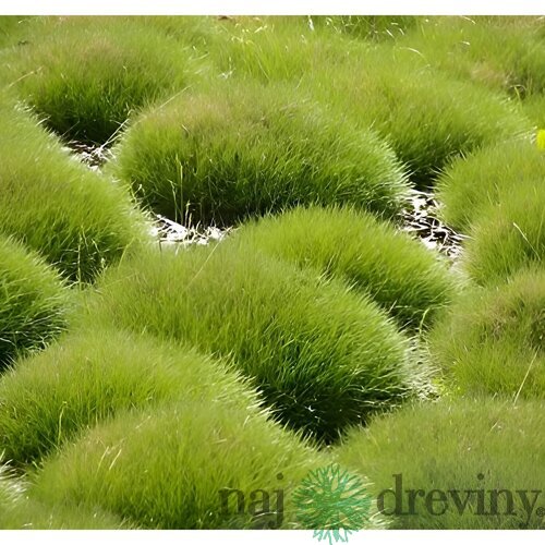 Kostrava medvedia, výška 15/20 cm, v črepníku Festuca gautieri