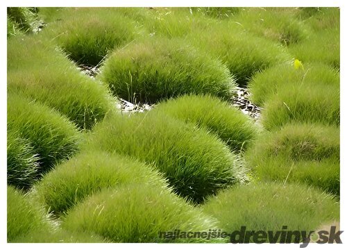 Kostrava medvedia, výška 15/20 cm, v črepníku Festuca gautieri