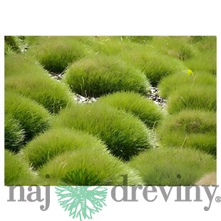 Kostrava medvedia, výška 15/20 cm, v črepníku Festuca gautieri