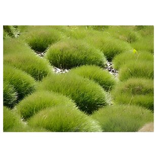 Kostrava medvedia, výška 20/30 cm, v črepníku Festuca gautieri