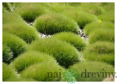 Kostrava medvedia, výška 20/30 cm, v črepníku Festuca gautieri