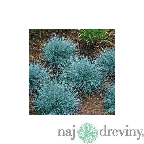 Kostrava sivá Blaufuchs, výška 15/+ cm, v črepníku Festuca glauca Blauglut