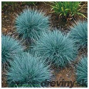 Kostrava sivá Blaufuchs, výška 15/+ cm, v črepníku Festuca glauca Blauglut