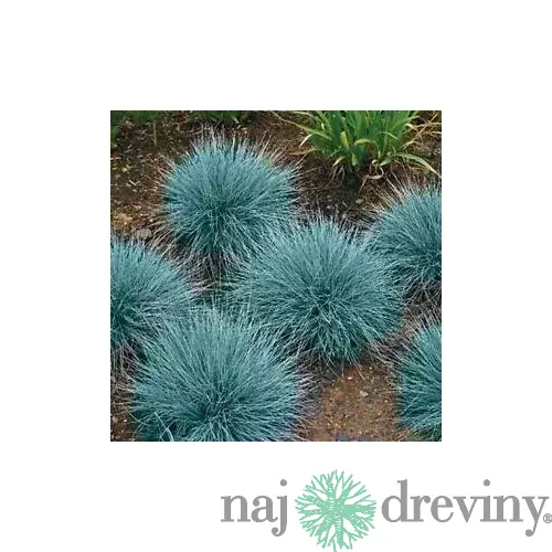 Kostrava sivá Blaufuchs, výška 15/+ cm, v črepníku Festuca glauca Blauglut