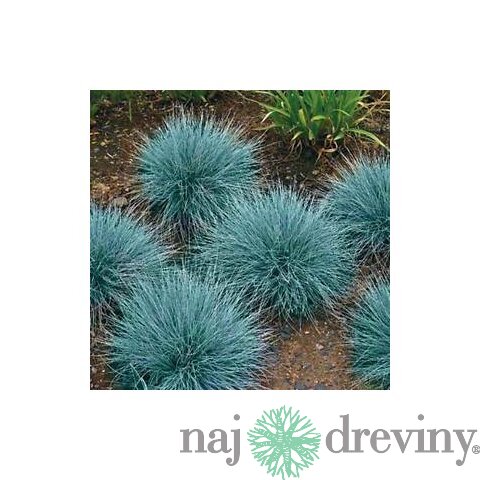 Kostrava sivá Blaufuchs, výška 15/+ cm, v črepníku Festuca glauca Blauglut