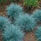 Kostrava sivá Blaufuchs, výška 15/+ cm, v črepníku Festuca glauca Blauglut
