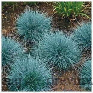 Kostrava sivá Blaufuchs, výška 15/+ cm, v črepníku Festuca glauca Blauglut