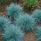 Kostrava sivá Blaufuchs, výška 15/+ cm, v črepníku Festuca glauca Blauglut