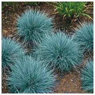 Kostrava sivá Blaufuchs, výška 15/+ cm, v črepníku Festuca glauca Blauglut