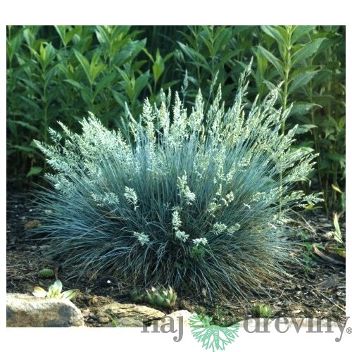 Kostrava sivá Elijah Blue 15/25 cm , v črepníku Festuca glauca