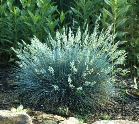 Kostrava sivá Elijah Blue 15/25 cm , v črepníku Festuca glauca