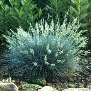 Kostrava sivá Elijah Blue 15/25 cm , v črepníku Festuca glauca
