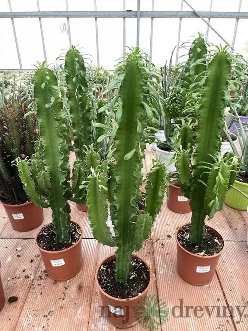 Kovbojský kaktus - štýlová izbová drevina 80/100 cm, v črepníku Euphorbia Eritrea