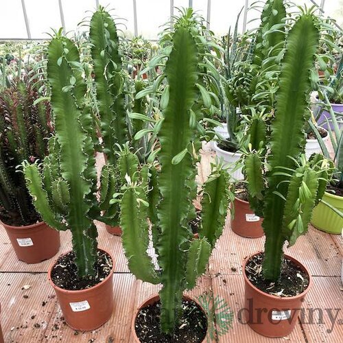 Kovbojský kaktus - štýlová izbová drevina 80/100 cm, v črepníku Euphorbia Eritrea