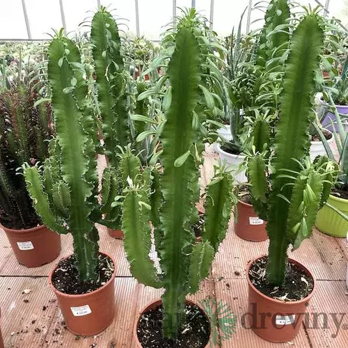 Kovbojský kaktus - štýlová izbová drevina 80/100 cm, v črepníku Euphorbia Eritrea