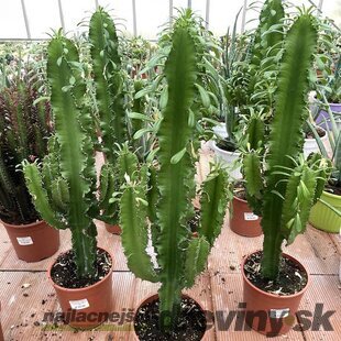 Kovbojský kaktus - štýlová izbová drevina 80/100 cm, v črepníku Euphorbia Eritrea