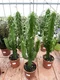 Kovbojský kaktus - štýlová izbová drevina 80/100 cm, v črepníku Euphorbia Eritrea