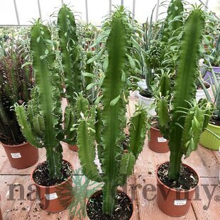 Kovbojský kaktus - štýlová izbová drevina 80/100 cm, v črepníku Euphorbia Eritrea