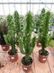 Kovbojský kaktus - štýlová izbová drevina 80/100 cm, v črepníku Euphorbia Eritrea
