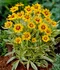 Krásnoočko Calypso Lemon, výška 20/40cm, v črepníku Coreopsis Calypso Lemon