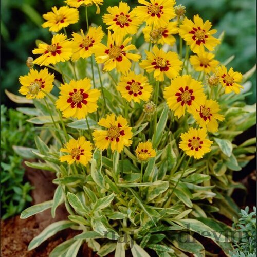 Krásnoočko Calypso Lemon, výška 20/40cm, v črepníku Coreopsis Calypso Lemon