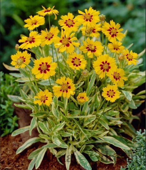 Krásnoočko Calypso Lemon, výška 20/40cm, v črepníku Coreopsis Calypso Lemon