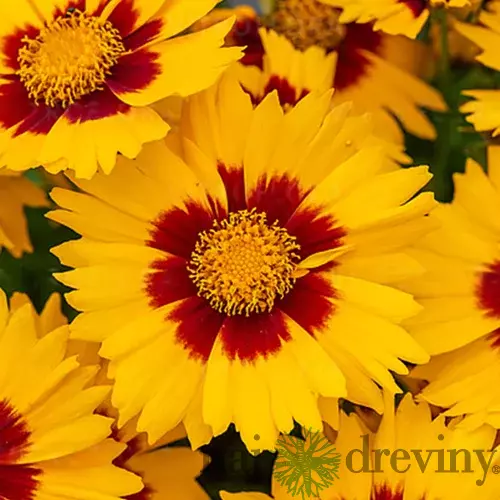 Krásnoočko Calypso Red Eye, výška 20/40cm, v črepníku Coreopsis Calypso Red Eye