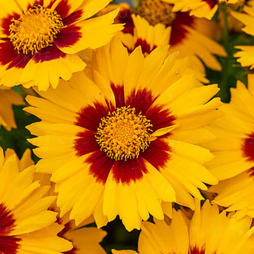 Krásnoočko Calypso Red Eye, výška 20/40cm, v črepníku Coreopsis Calypso Red Eye