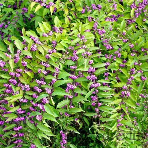 Krásnoplod Profusion, výška 30/+ cm, v črepníku 3l Callicarpa bodinieri Profusion