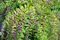 Krásnoplod Profusion, výška 30/+ cm, v črepníku 3l Callicarpa bodinieri Profusion