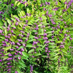 Krásnoplod Profusion, výška 30/+ cm, v črepníku 3l Callicarpa bodinieri Profusion