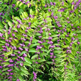 Krásnoplod Profusion, výška 30/+ cm, v črepníku 3l Callicarpa bodinieri Profusion