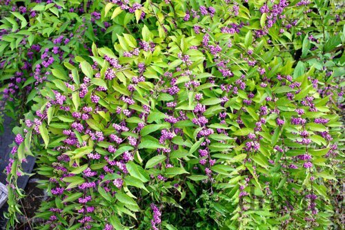 Krásnoplod Profusion, výška 30/+ cm, v črepníku 3l Callicarpa bodinieri Profusion