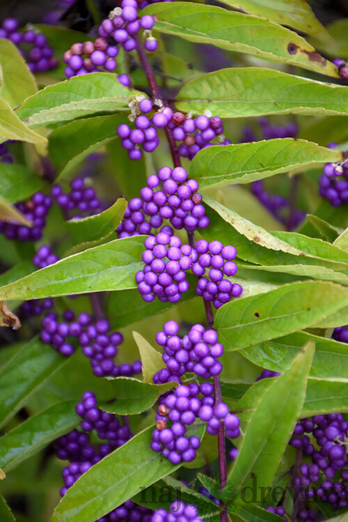 Krásnoplod vidličnatý ISSAI, 30/50 cm, v črepníku 3l Callicarpa dichotoma Issai
