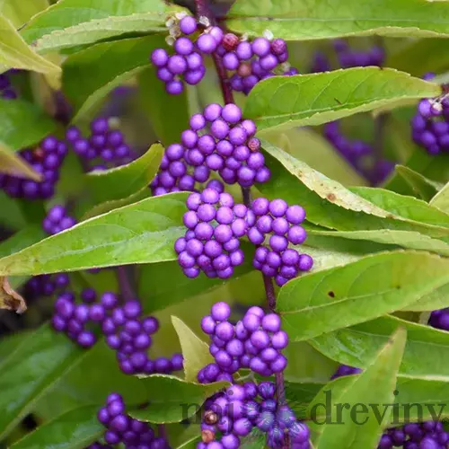 Krásnoplod vidličnatý ISSAI, 30/50 cm, v črepníku 3l Callicarpa dichotoma Issai
