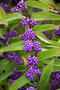 Krásnoplod vidličnatý ISSAI, 30/50 cm, v črepníku 3l Callicarpa dichotoma Issai