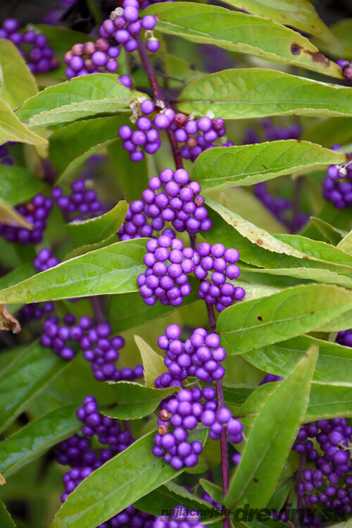 Krásnoplod vidličnatý ISSAI, 30/50 cm, v črepníku 3l Callicarpa dichotoma Issai