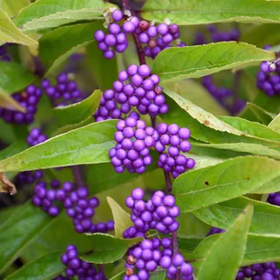 Krásnoplod vidličnatý ISSAI, 30/50 cm, v črepníku 3l Callicarpa dichotoma Issai