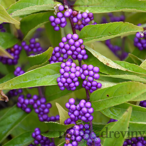 Krásnoplod vidličnatý ISSAI, 30/50 cm, v črepníku 3l Callicarpa dichotoma Issai