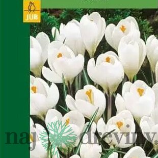 Krókus biely, 8ks v balení Crocus White