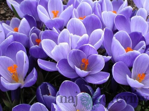 Krókus GRAND MAÎTRE, v črepníku 3l CROCUS GRAND MAÎTRE