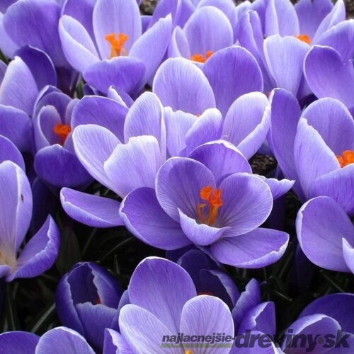 Krókus GRAND MAÎTRE, v črepníku 3l CROCUS GRAND MAÎTRE
