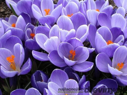 Krókus GRAND MAÎTRE, v črepníku 3l CROCUS GRAND MAÎTRE