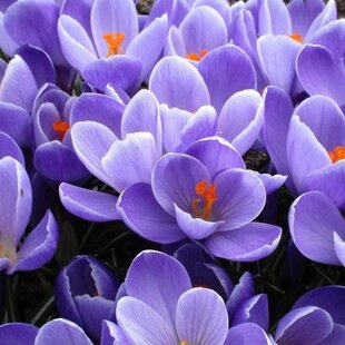 Krókus GRAND MAÎTRE, v črepníku 3l CROCUS GRAND MAÎTRE